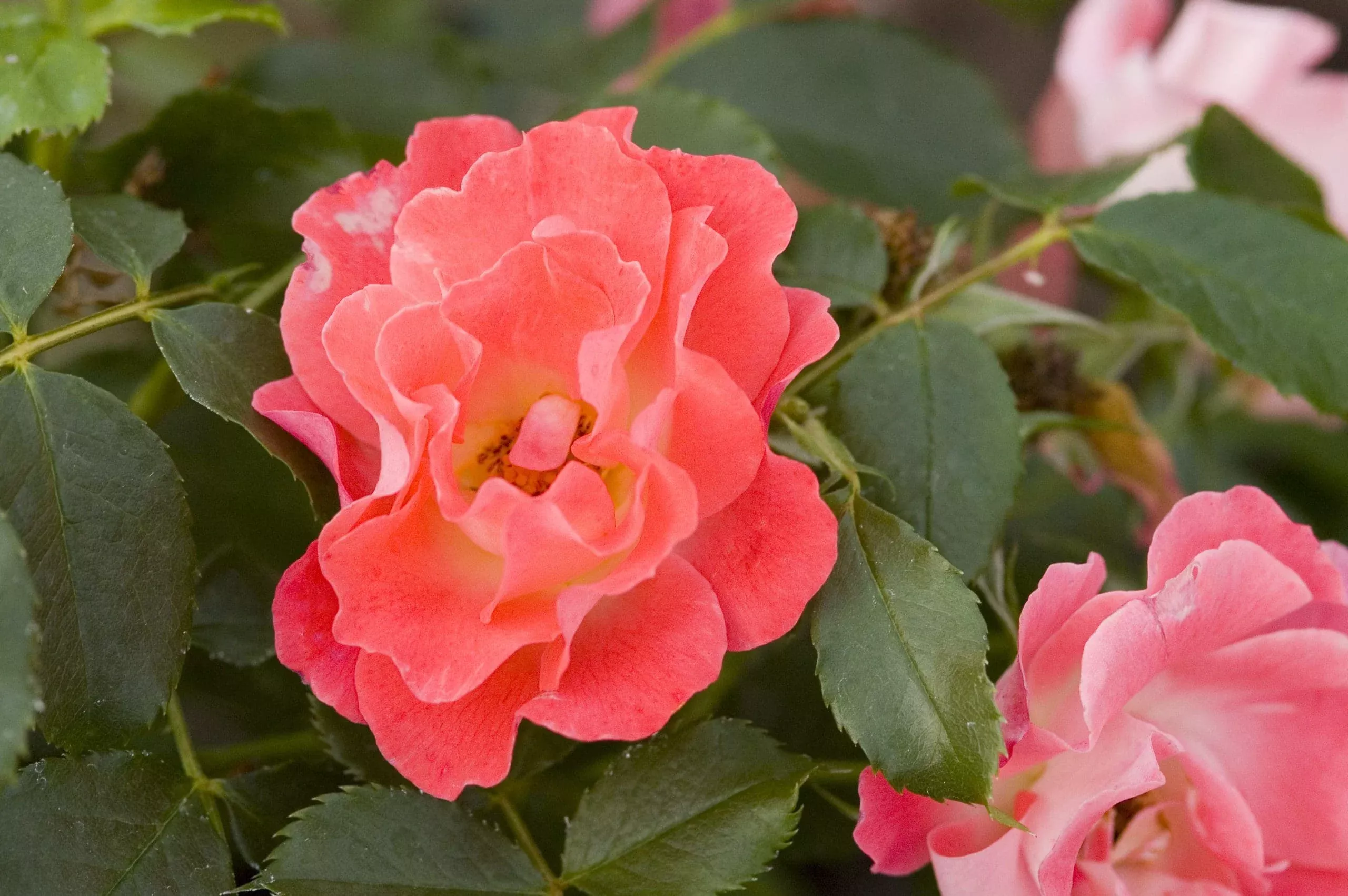 Coral Cove Rose