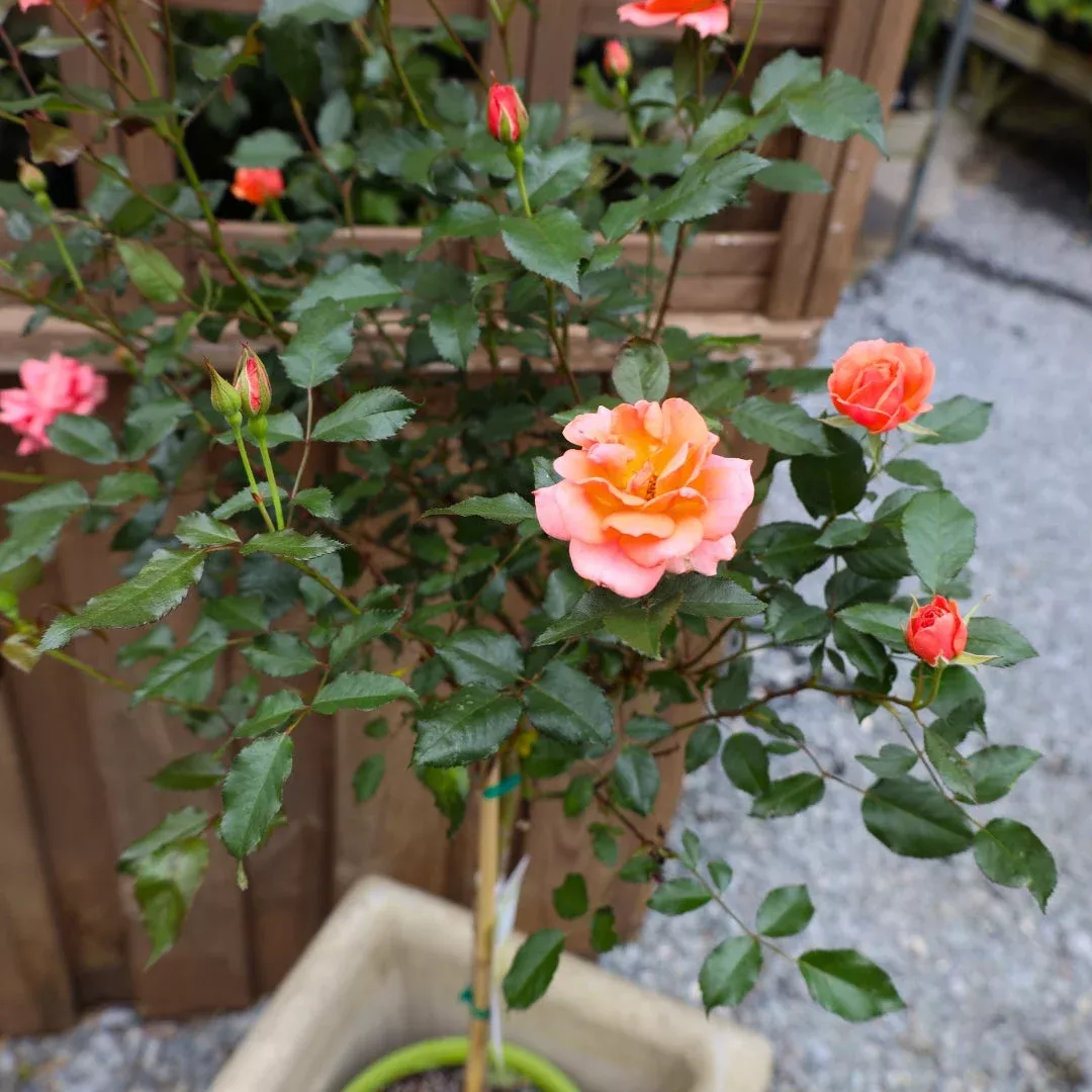 Coral Knock Out Rose – Tree Form