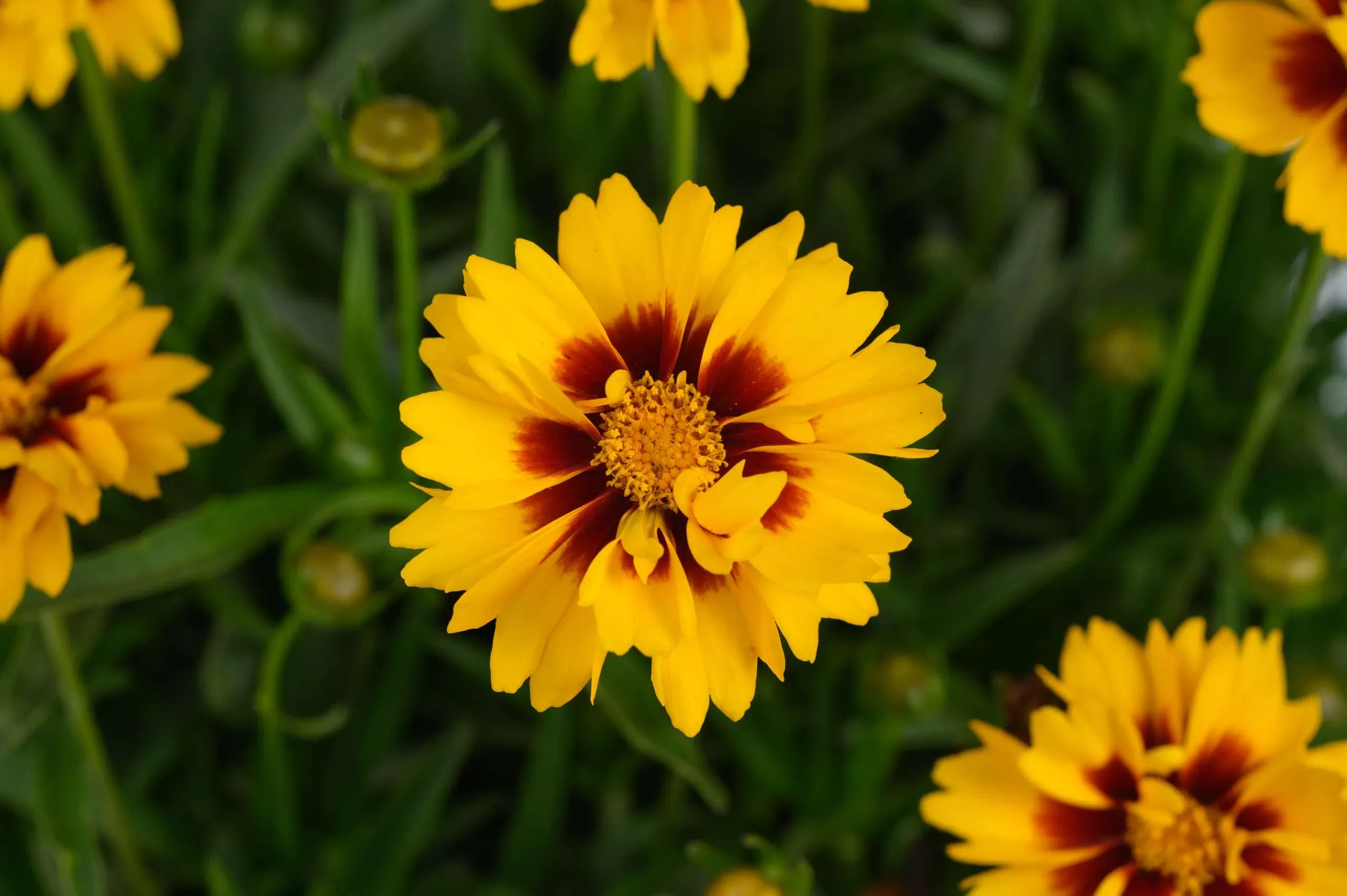 Coreopsis grandiflora ‘Solanna™ Sunset Bright’ (Tickseed)