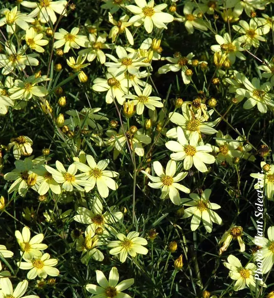 Coreopsis ‘Moonbeam’