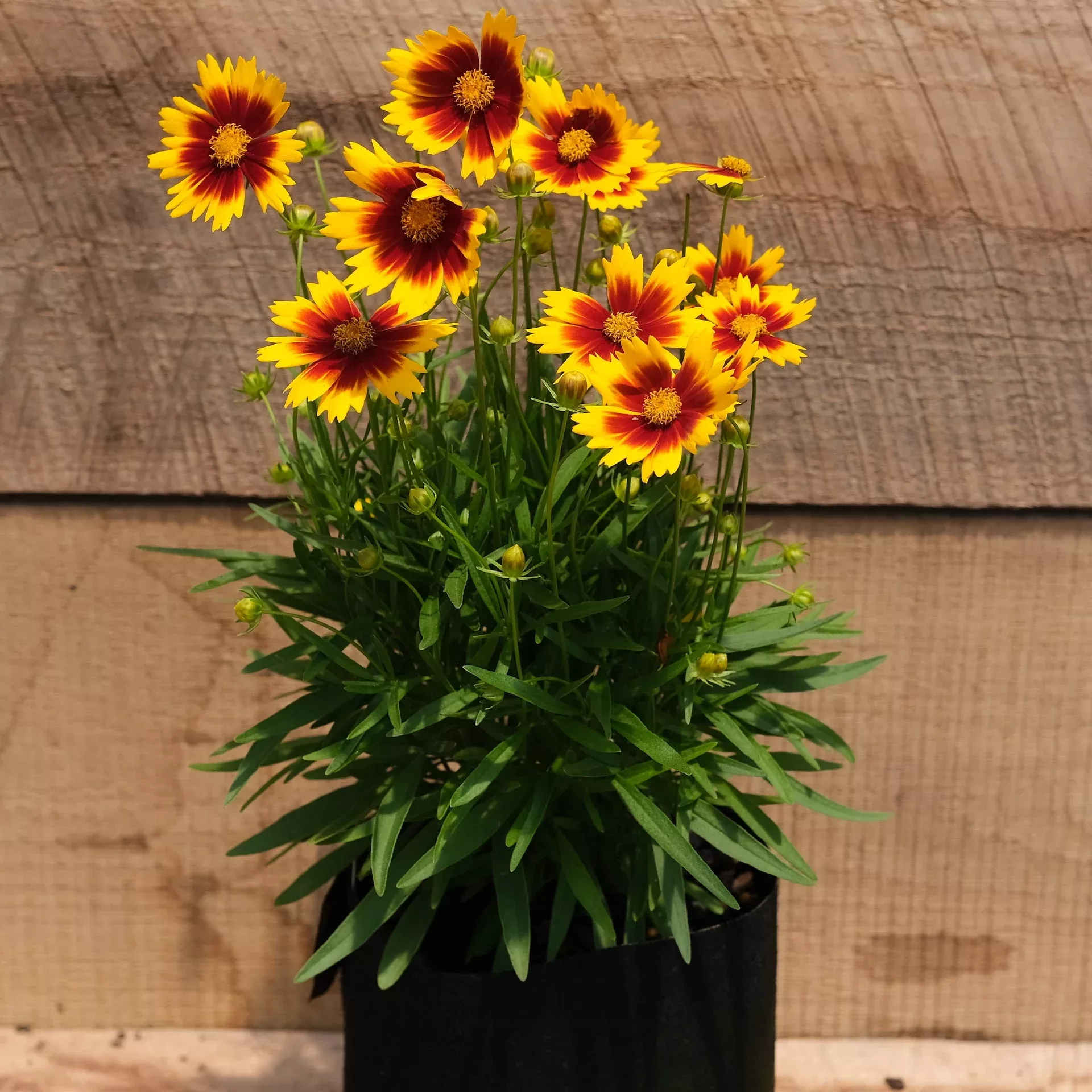 Coreopsis Uptick Gold & Bronze (Tickseed)