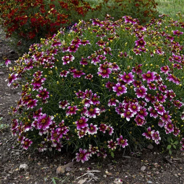 Coreopsis Zesty Zinger – Tickseed