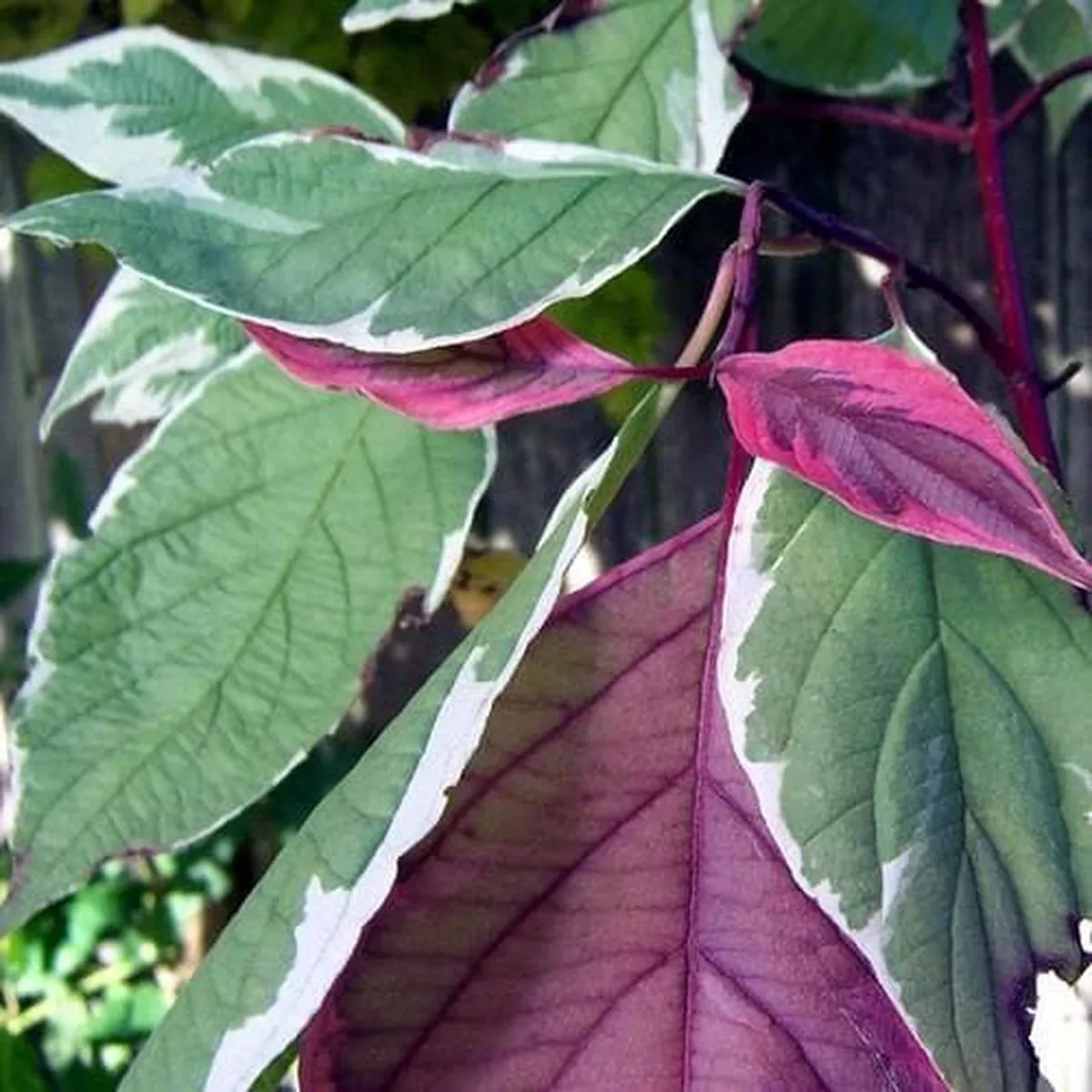 Cornus alba Elegantissima