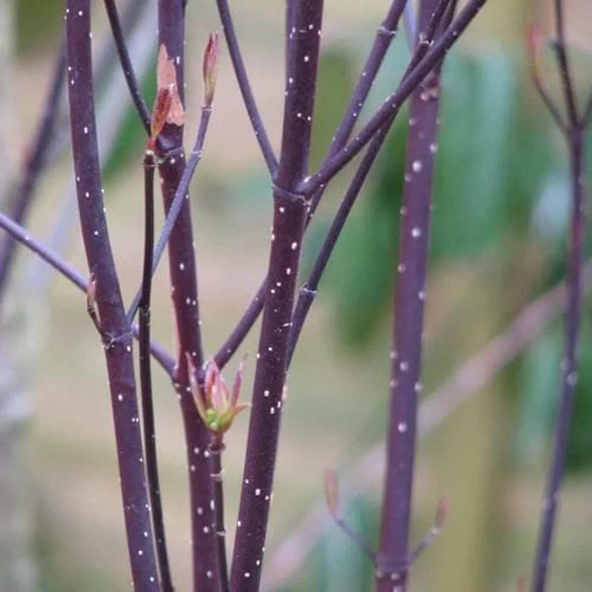Cornus alba Kesselringii Bareroot | 1-2ft