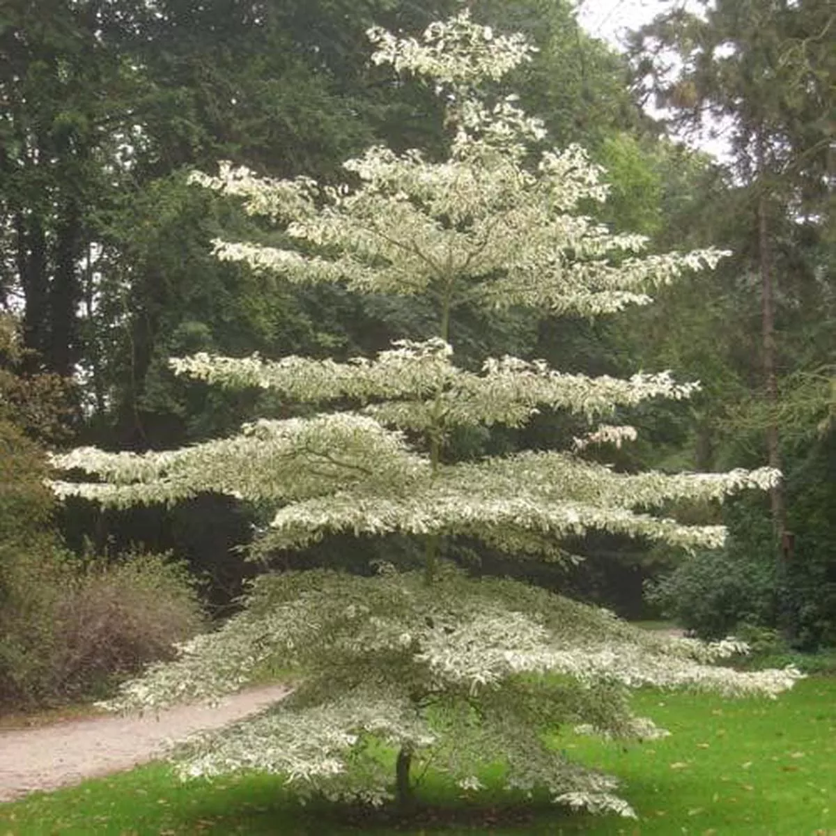 Cornus controversa Variegata – Wedding Cake Tree