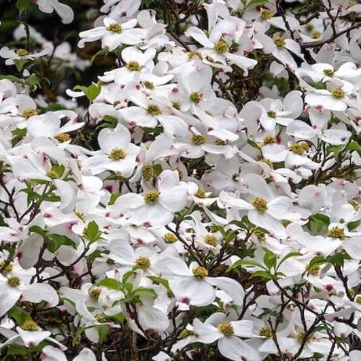 Cornus Eddie’s White Wonder