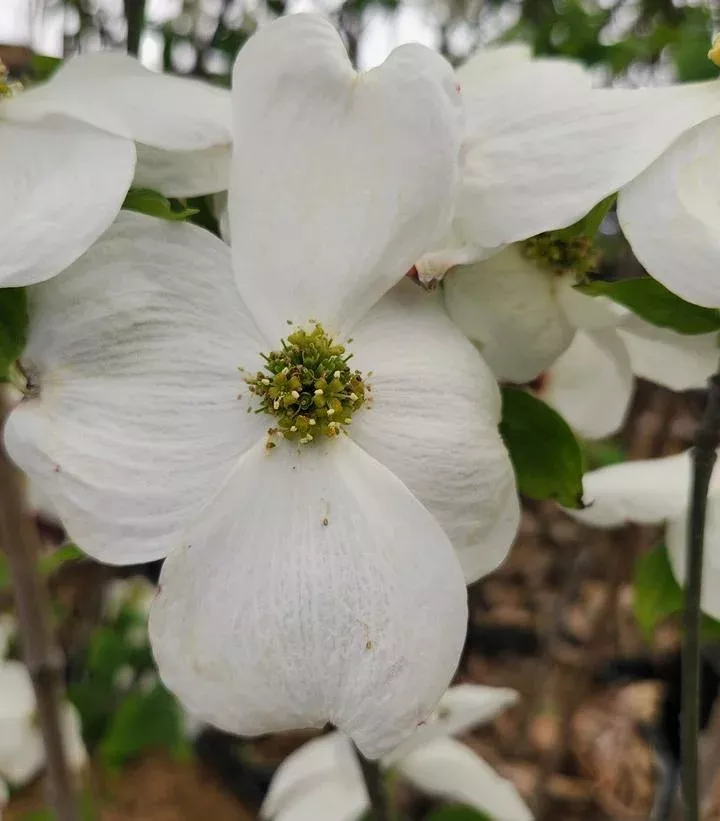 Cornus Florida `Cloud Nine`