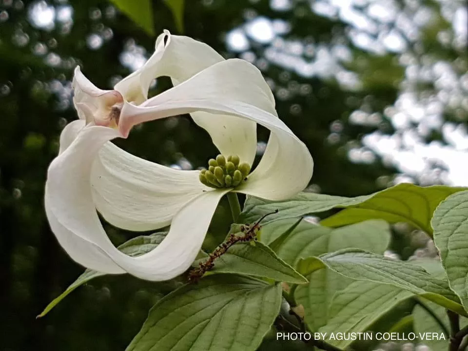 Cornus florida ssp urbiniana