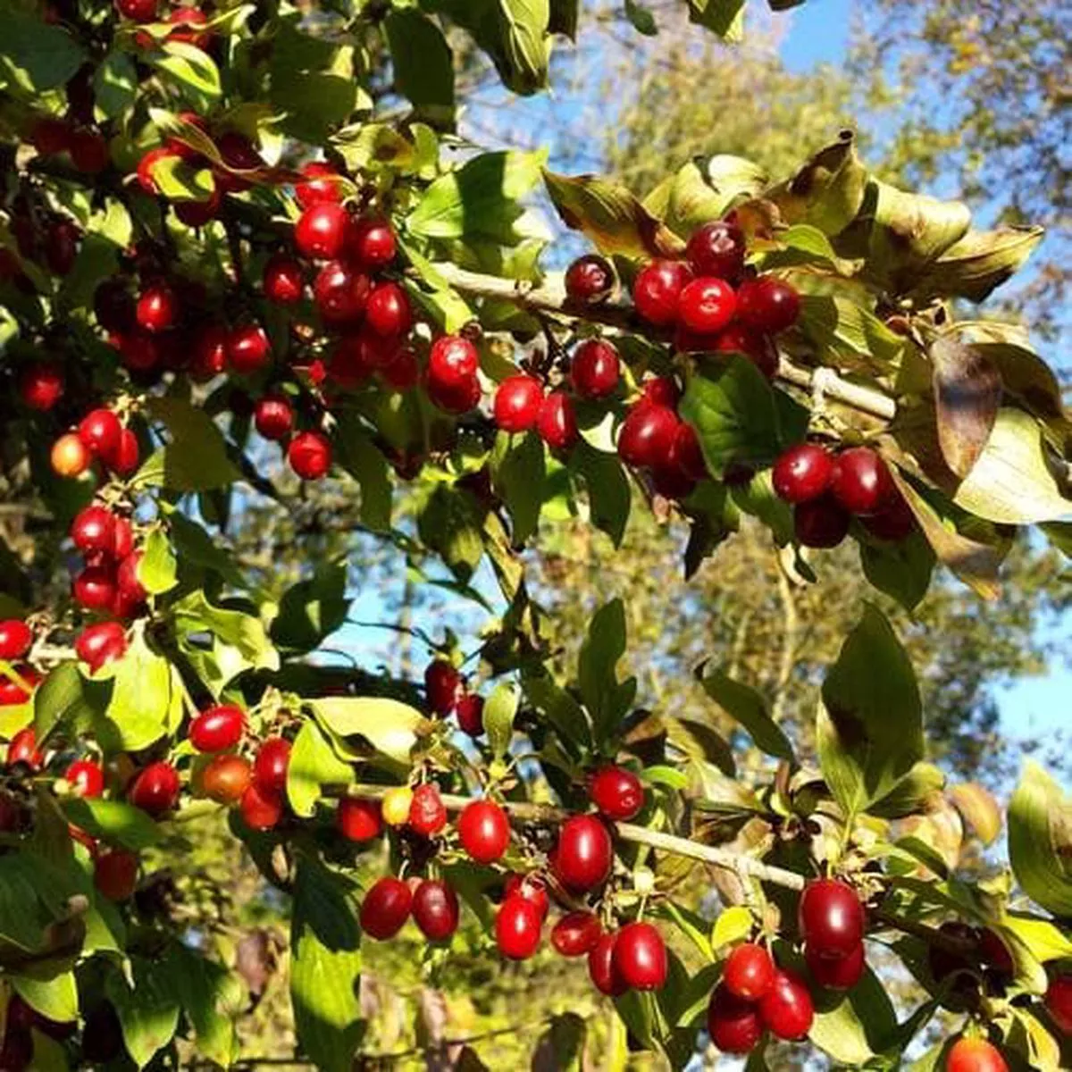 Cornus mas Bareroot | 1-2ft