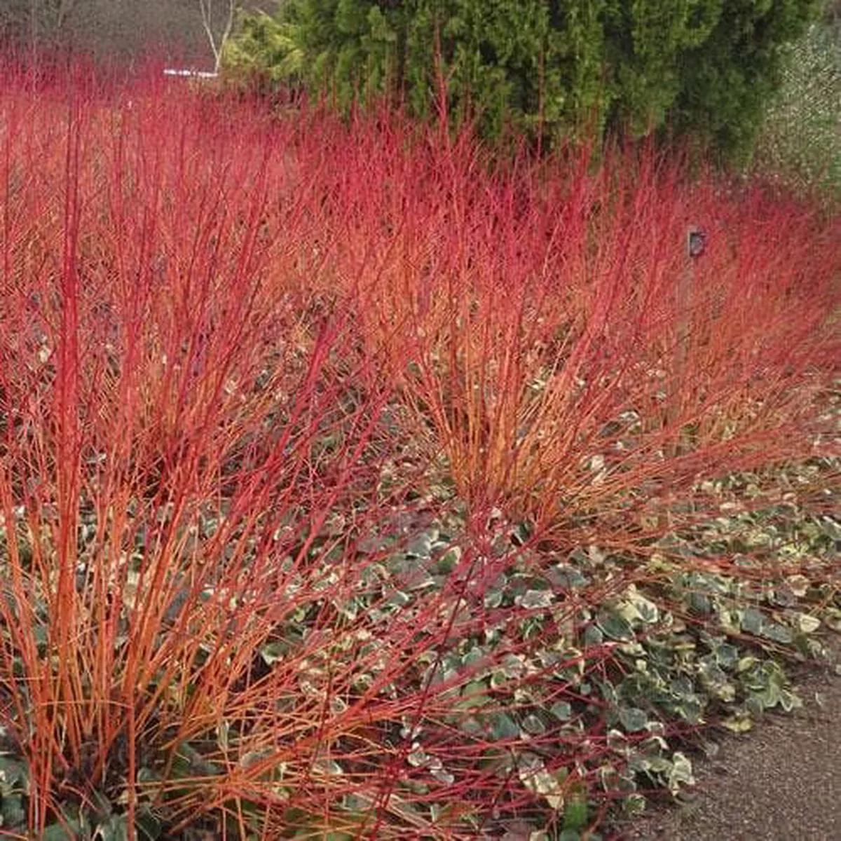 Cornus sanguinea Anny’s Winter Orange Bareroot | 1-2ft / Not provided
