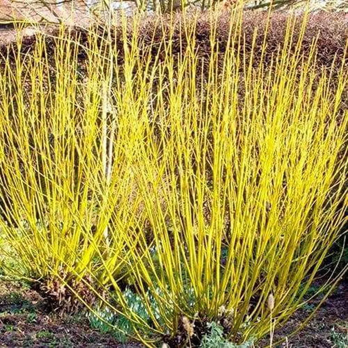 Cornus sericea Flaviramea 1-2ft Bareroot