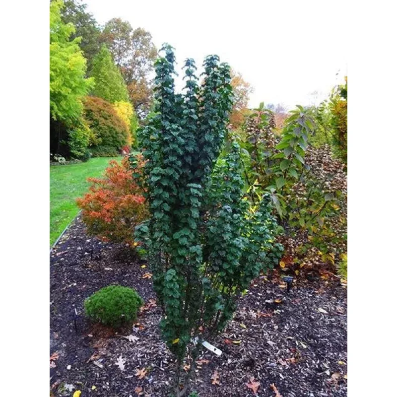 Cornussanguinea ‘Compressa’