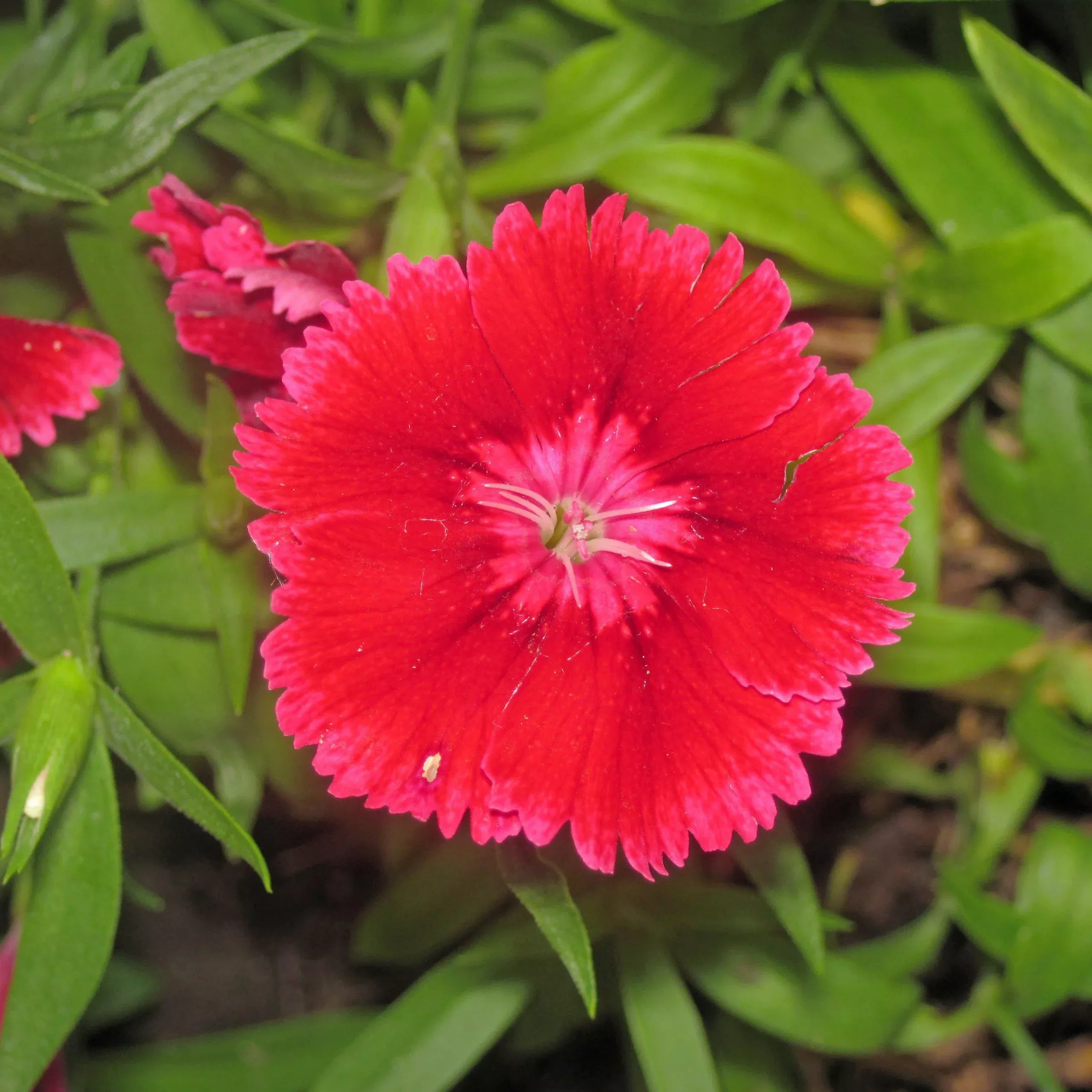Coronet™ Cherry Red Dianthus