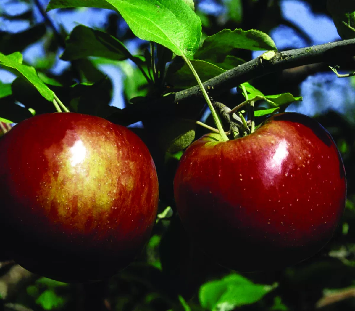 Cortland Apple