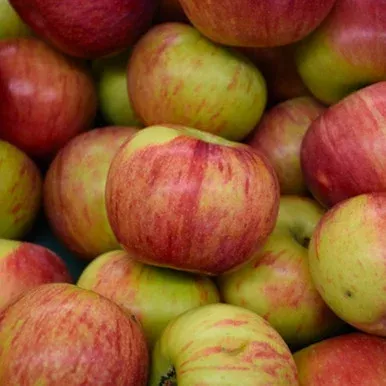 Cortland AppleFruit Tree