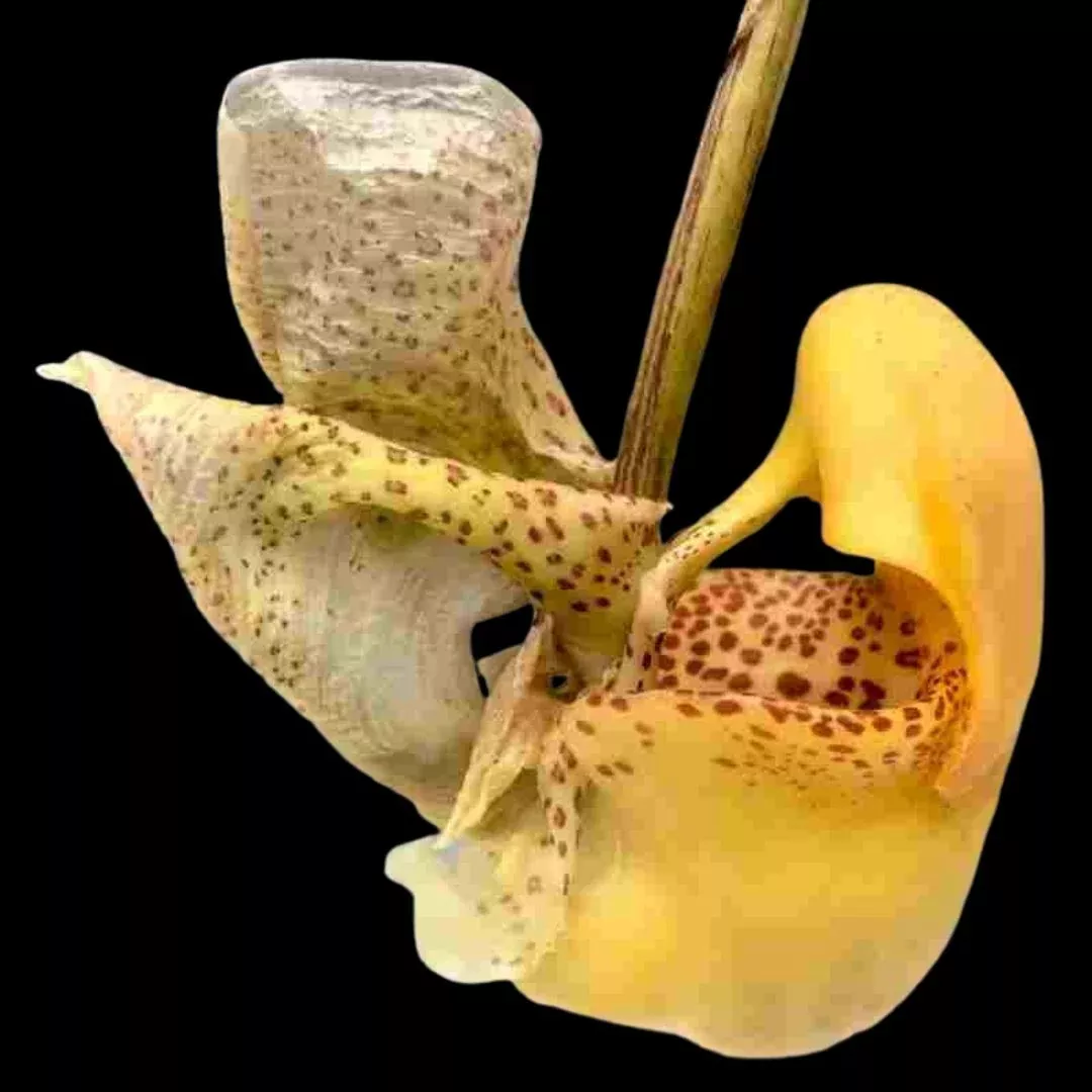 Coryanthes bruchmuelleri