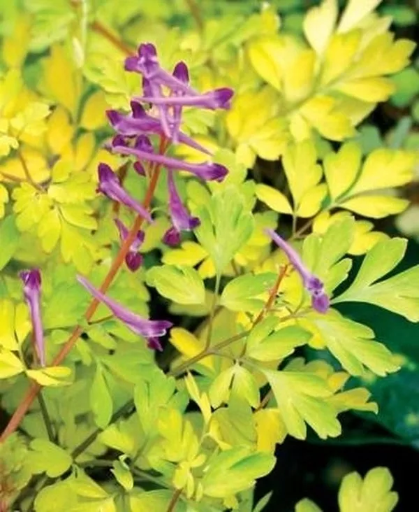 Corydalis anthriscifolia Berry Exciting PP 18917