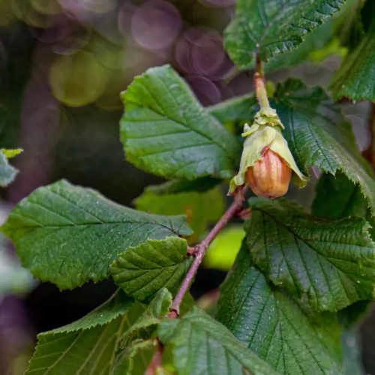 Corylus avellana – Hazel Bareroot | 4-5ft / Not provided / Not provided