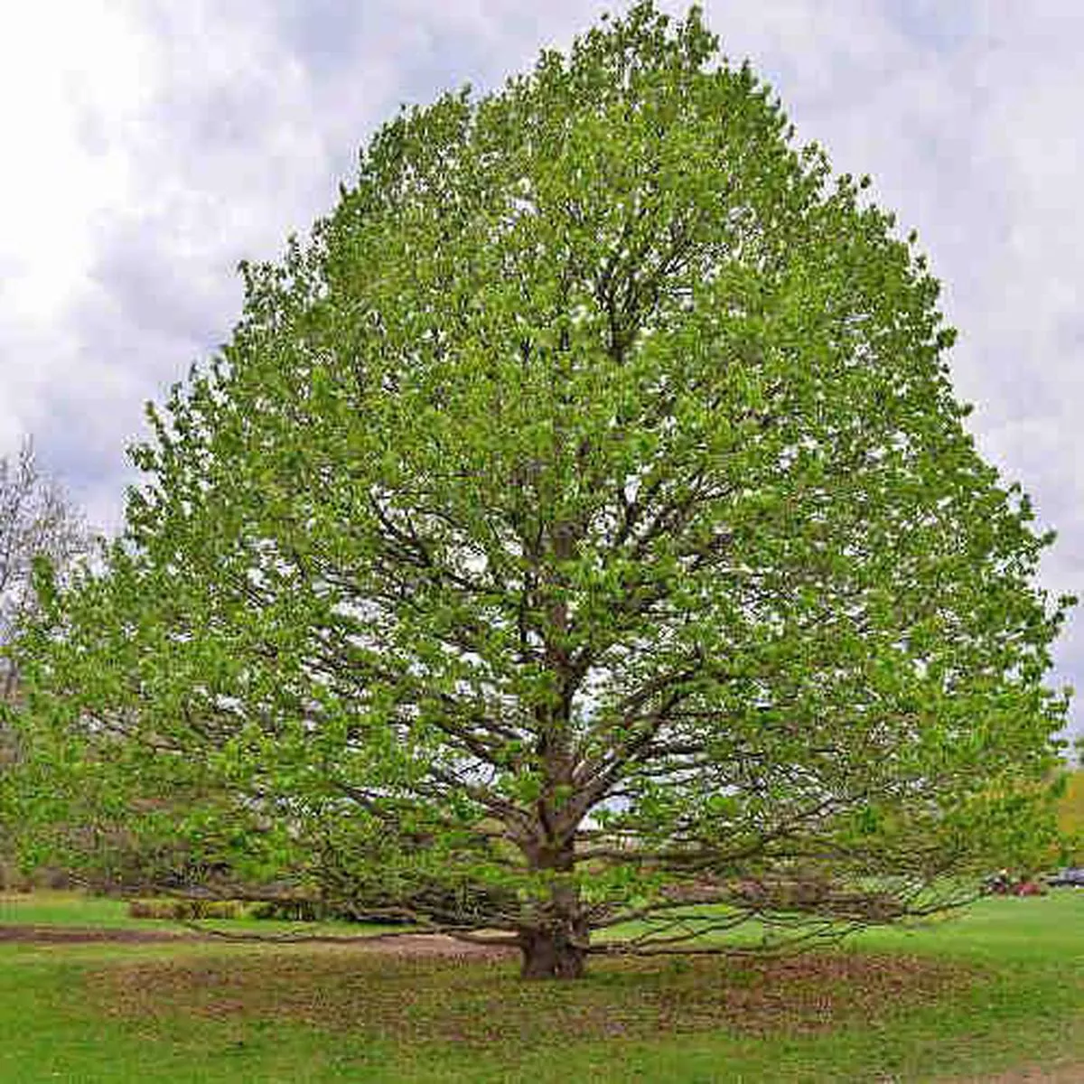 Corylus colurna – Turkish Hazel