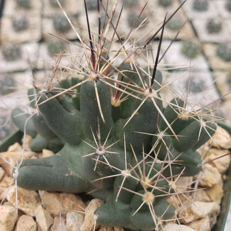 Coryphantha Micromeris