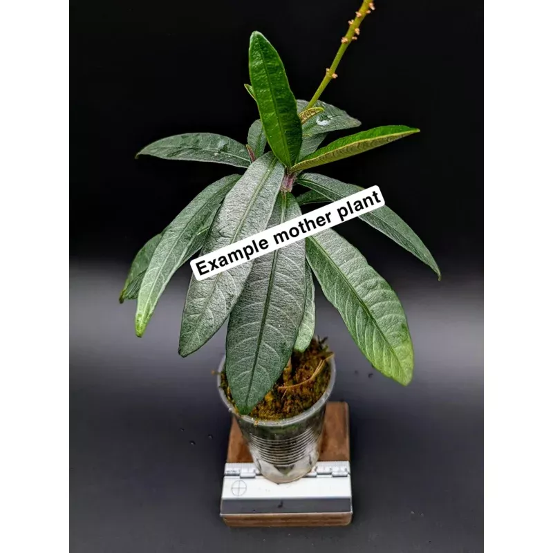 Cosmianthemum sp. Borneo [non-exact]