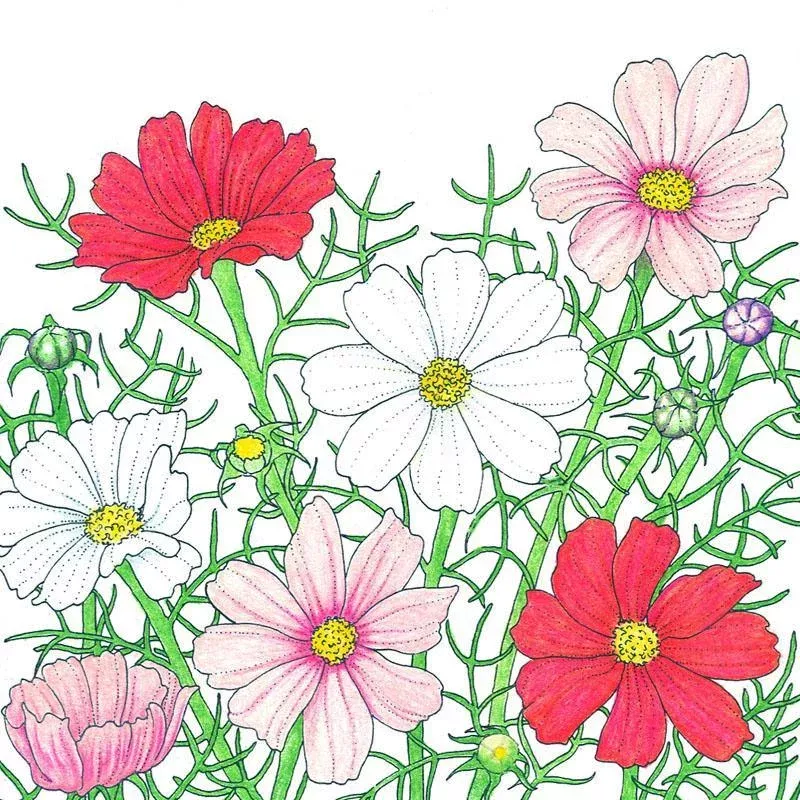 Cosmos, Sensation Mix (1/4 lb)