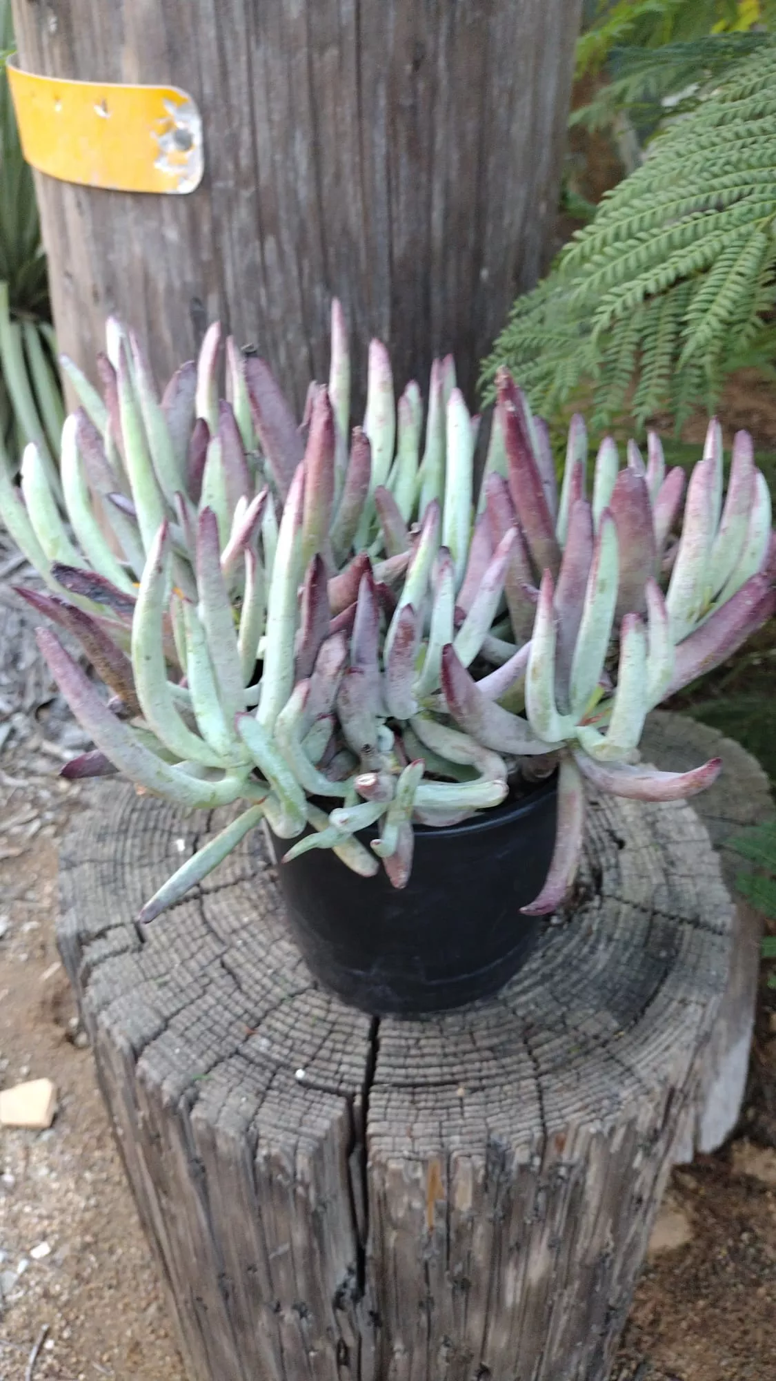 Cotyledon "Chocolate Finger" 1 gallon
