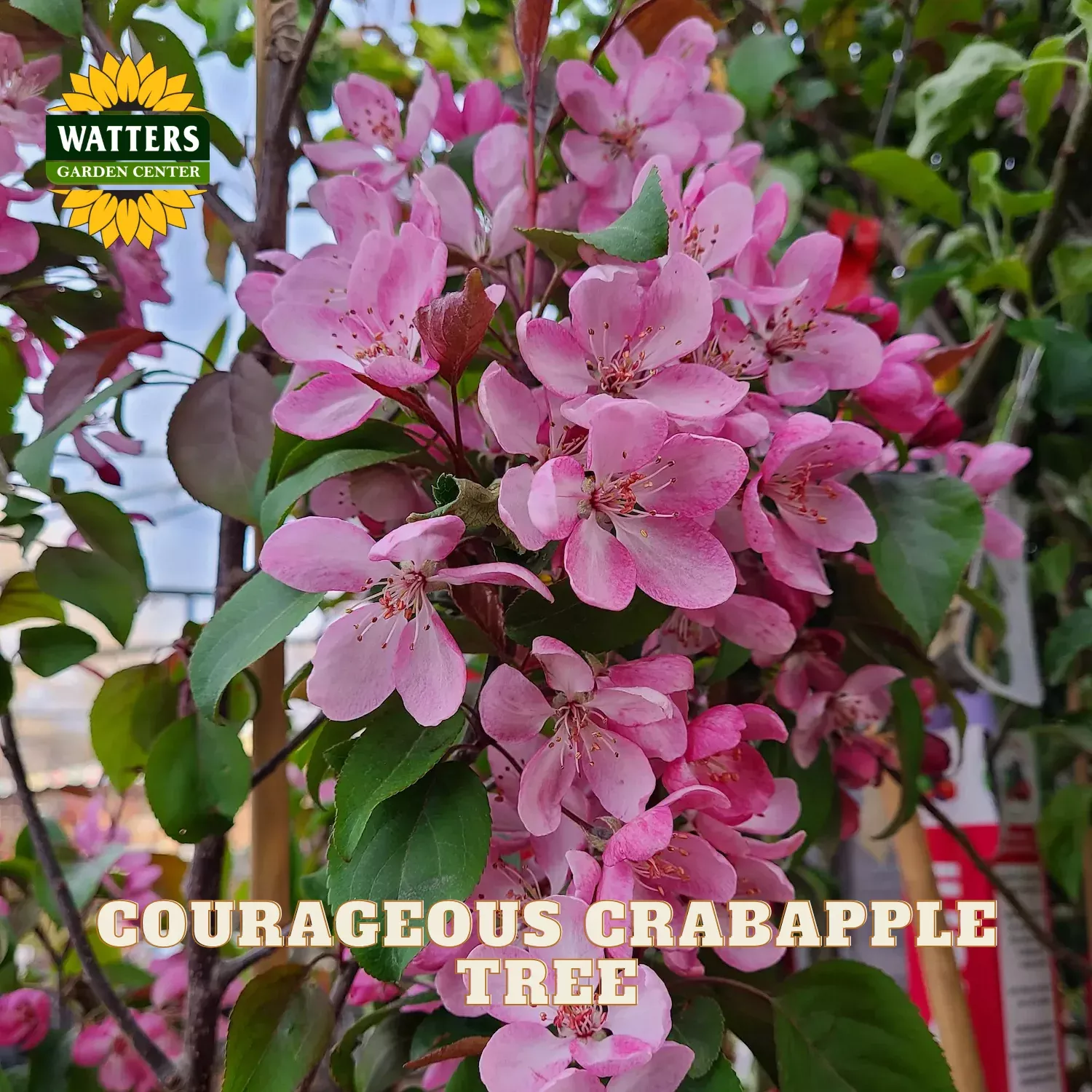 COURAGEOUS CRABAPPLE TREE 10gal