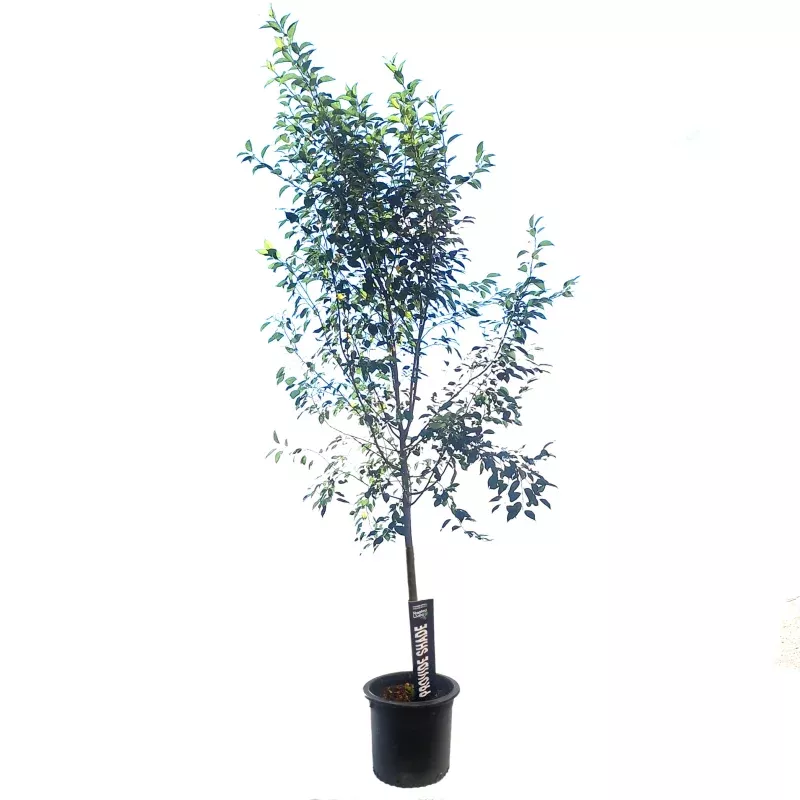 Crabapple, 10 gal, Flowering, Starlite
