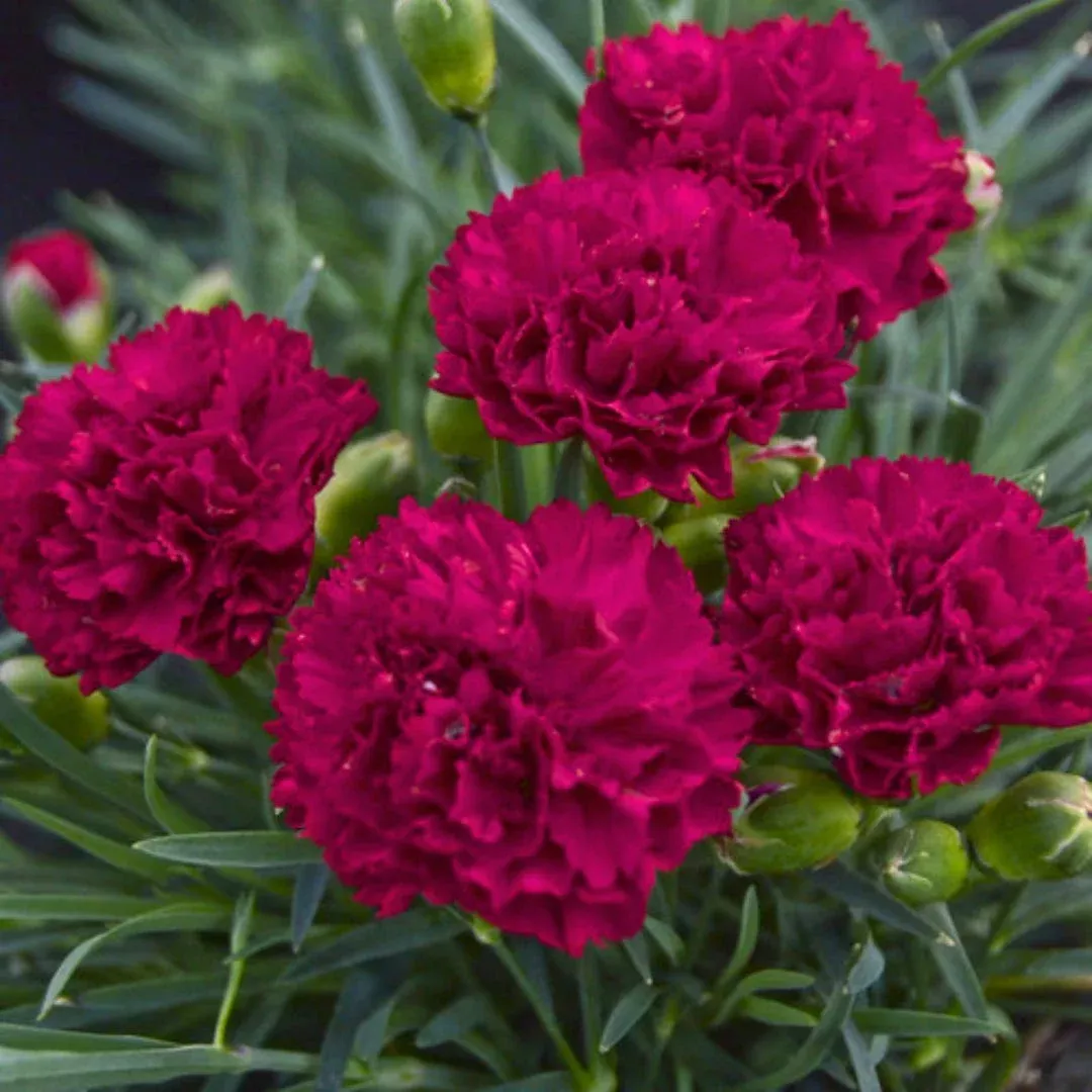 Cranberry Cocktail Dianthus