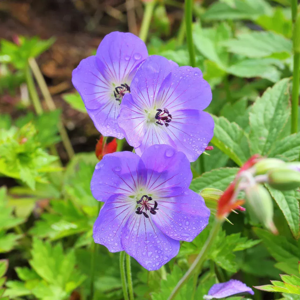 Cranesbill, Rozanne Cranesbill
