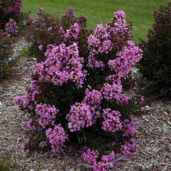 Crape Myrtle Barista ‘Perky Pink’ – Lagerstroemia