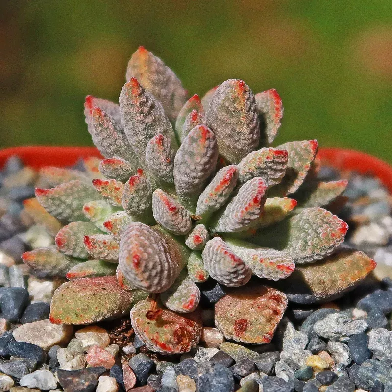 Crassula ausensis titanopsis