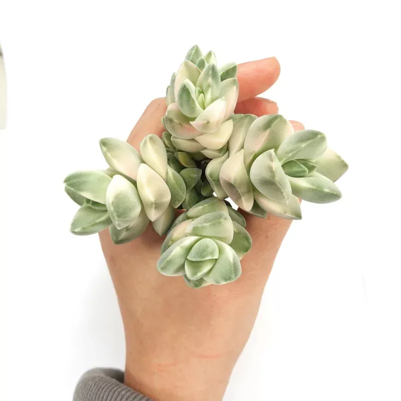 Crassula Moonglow, Variegata (Cluster)