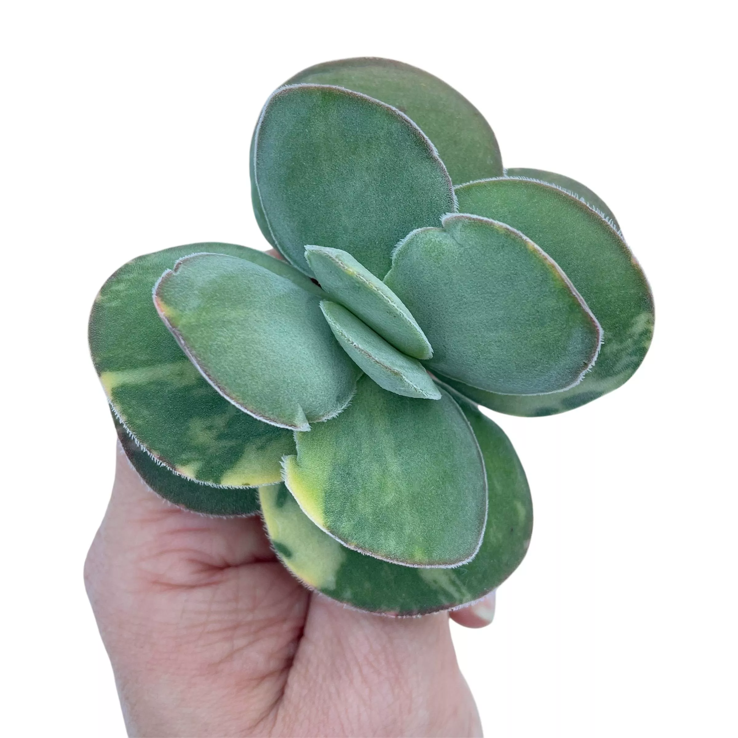 Crassula Morgan's Beauty, Variegata