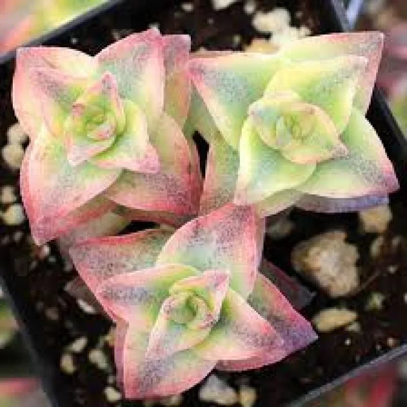 Crassula Perforata String of Buttons | 2 Live 2 Bare Root Plants | Stacked Leaves, Easy-Care Succulent, Unique Trailing Plant