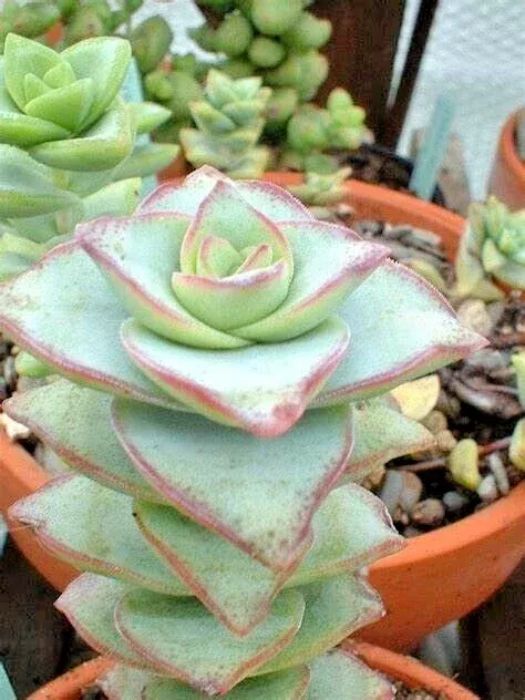 Crassula Perforata String of Buttons Succulent Live Plant – 2 x 2″ Rooted