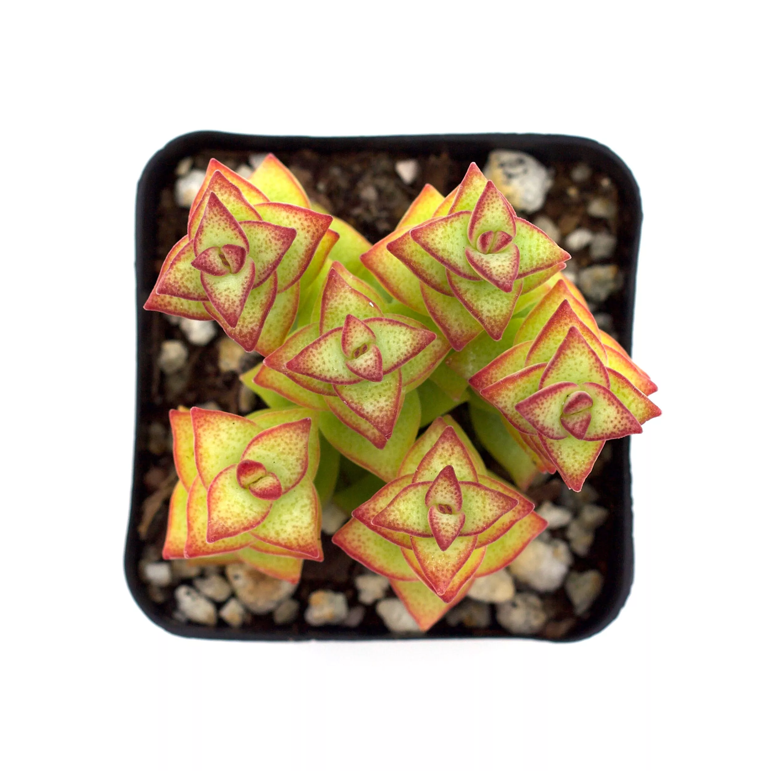 Crassula perforata 'String of Buttons'