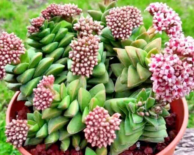 Crassula Springtime Succulent Live Rooted Plant – Larger Buttons