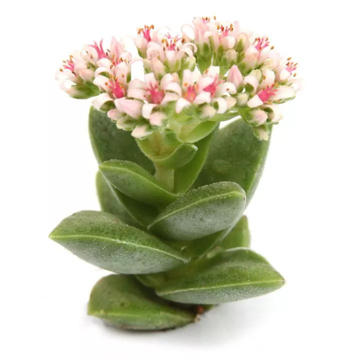 Crassula 'Springtime'