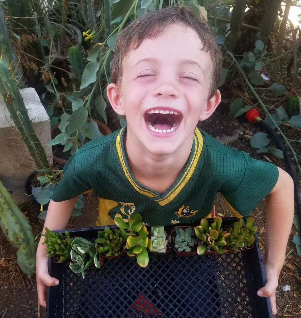 Crassulas & Kalanchoes by Beau