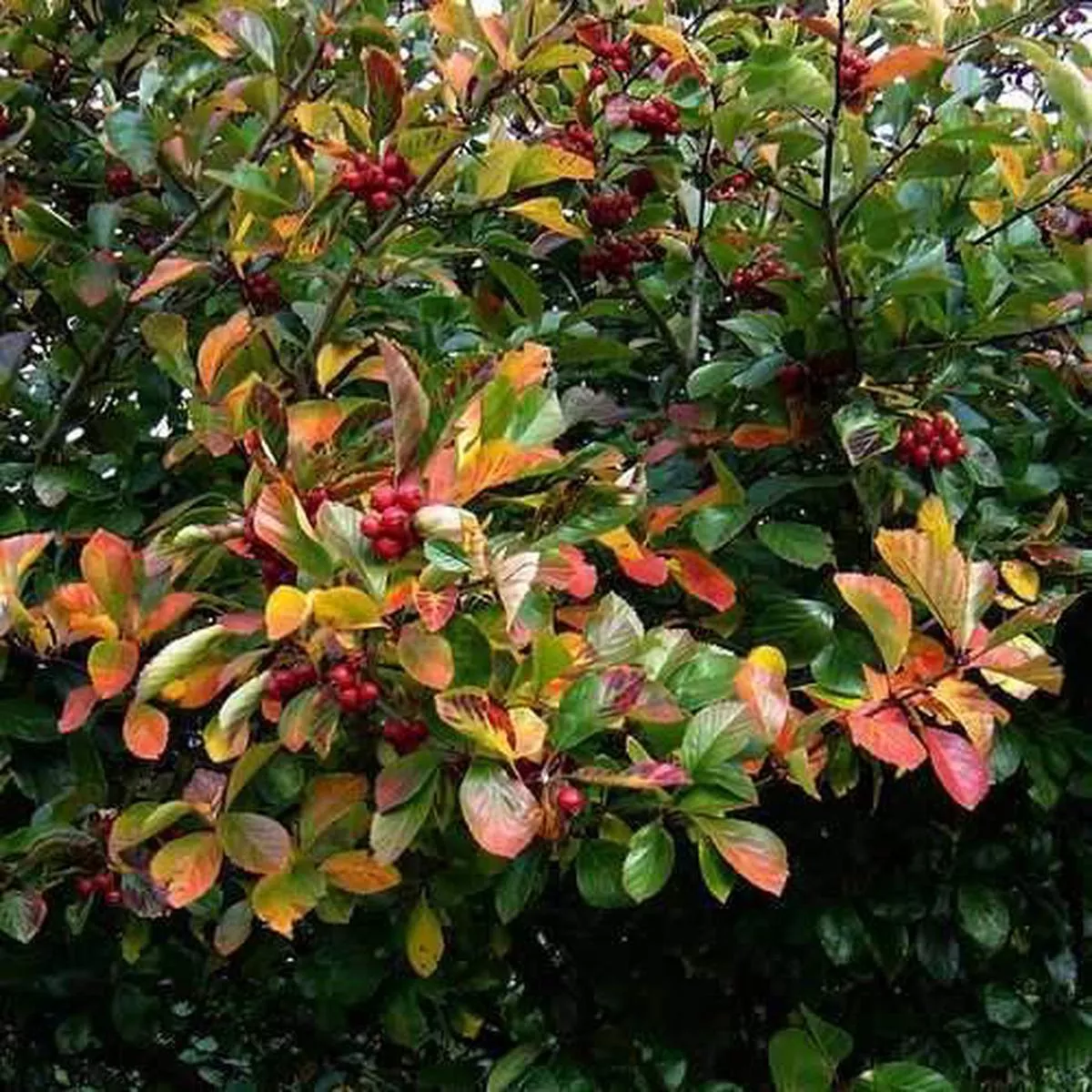 Crataegus persimilis Prunifolia 3L Pot