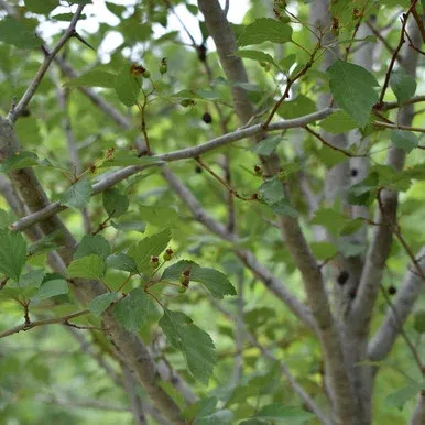 Crataegus virdis ‘Winter King’ (Treeform)
