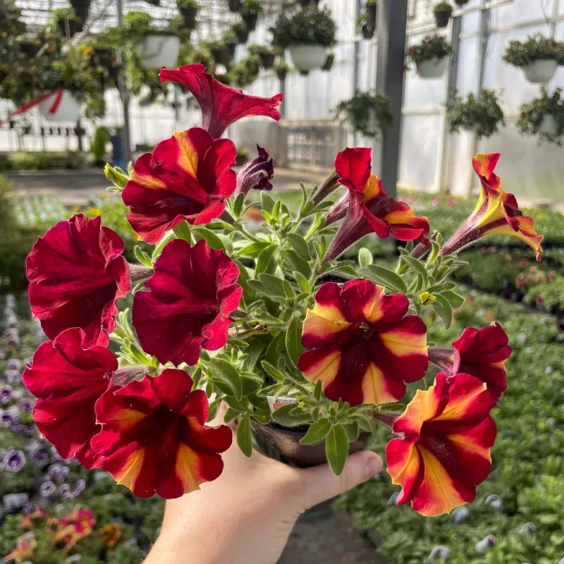 Crazytunia Tiki Torch Petunia