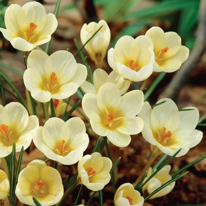 Cream Beauty Crocus Bulbs (Pack of 15)