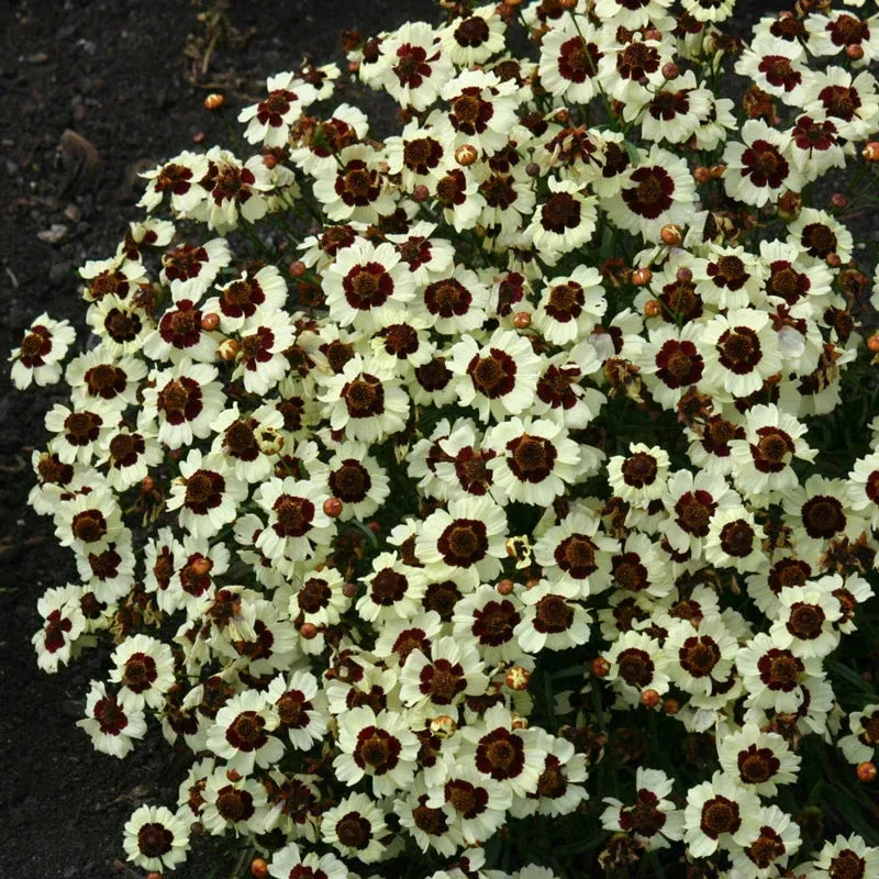 Cream-Red Coreopsis