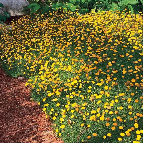 Creeping Gold Buttons (Cotula)