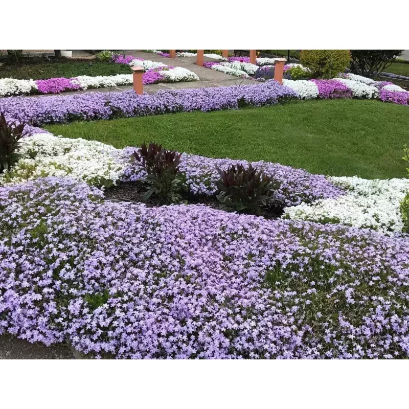 Creeping Phlox Ground Cover Plants Bundle - 40 Bare Root Lavender Deer-Proof Perennials (Phlox subulata) for Landscaping