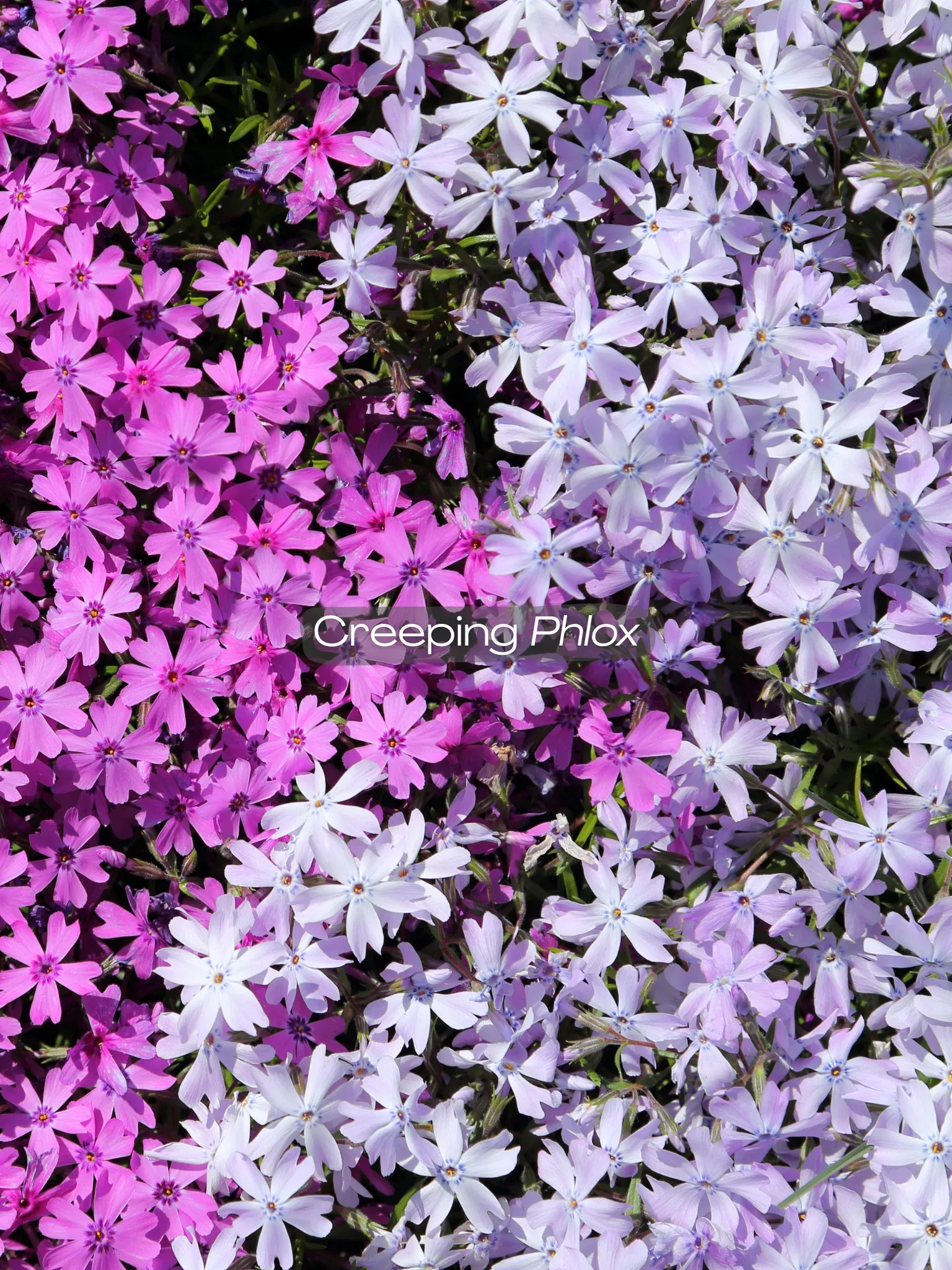 Creeping Phlox