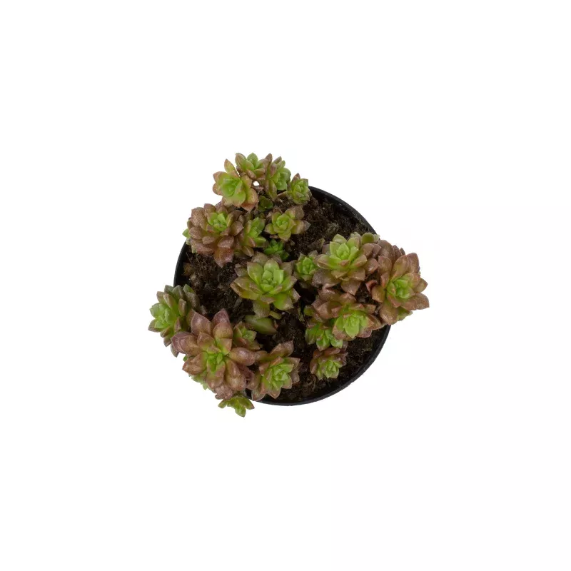 Cremnosedum 'Little Gem' - 2.5"